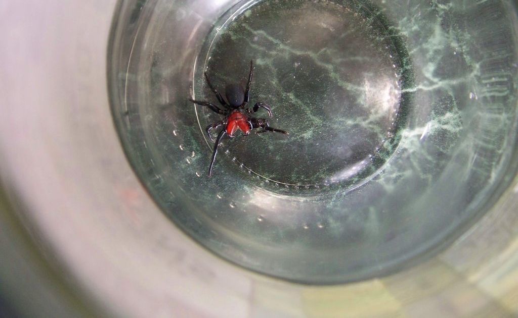 The Red-headed Mouse Spider has a bite full of toxic venom that is currently treated by Funnel-web spider anti venom. The Red-headed Mouse Spider has a bite full of toxic venom that is currently treated by Funnel-web spider anti venom.
